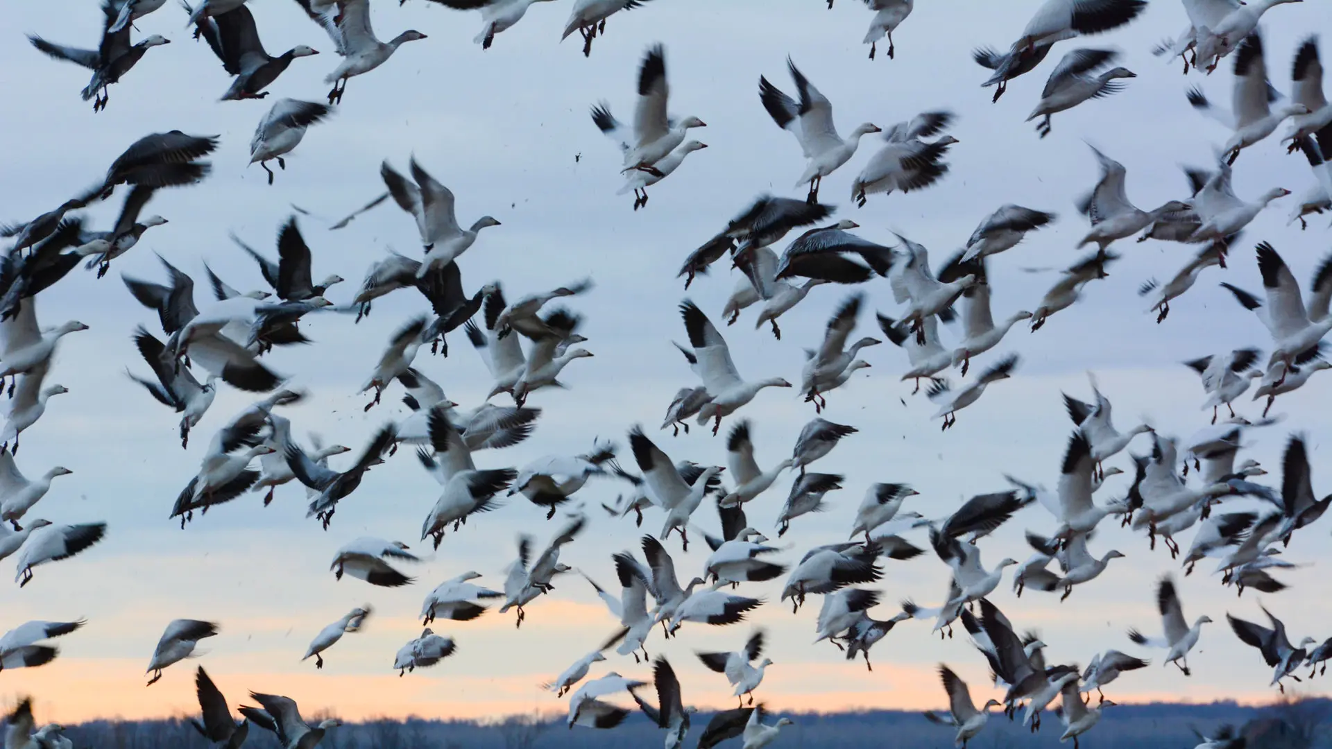 Flock of Snow Geese Flying