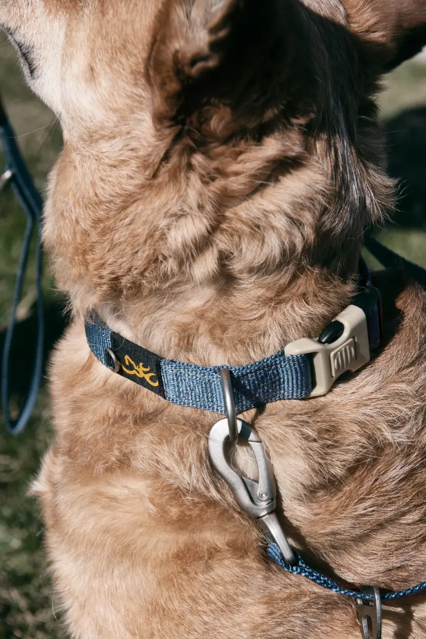 Classic Webbing Dog Collar