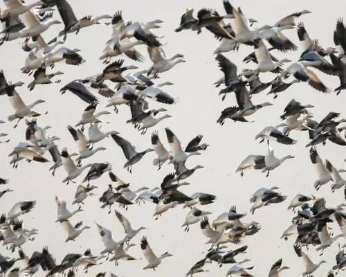 Flock of Snow Geese