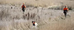 Upland Hunting