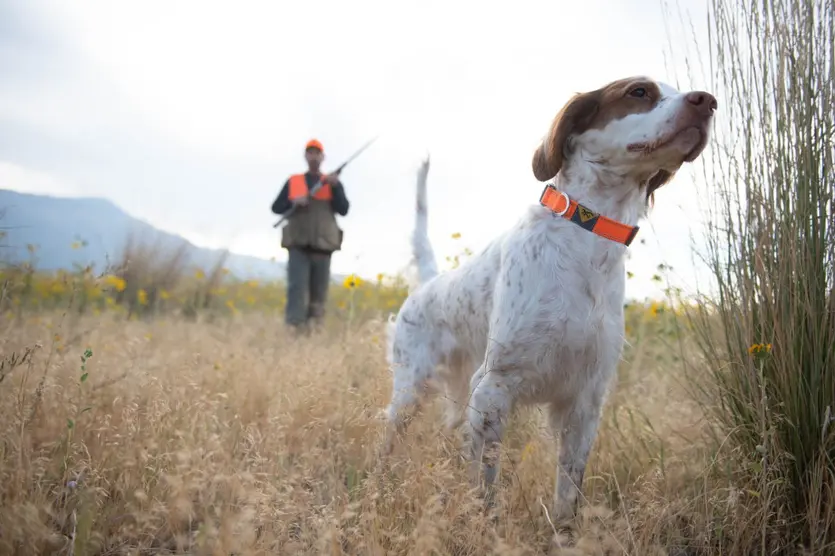 Classic Webbing Dog Collar