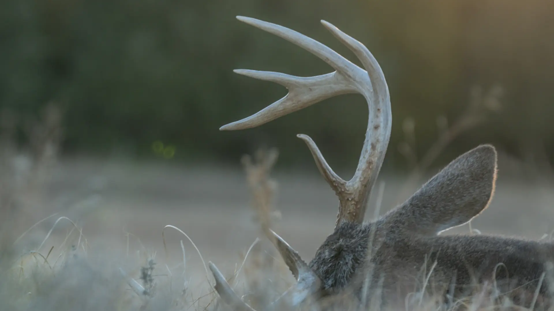 whitetail deer