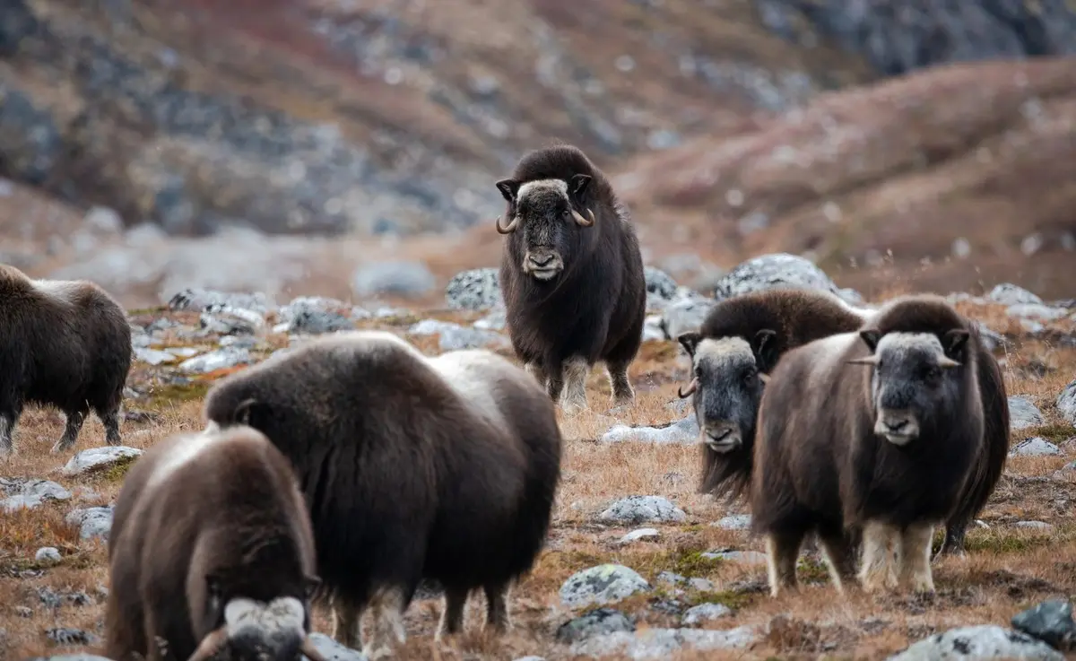 Musk oxen "the bearded ones." 