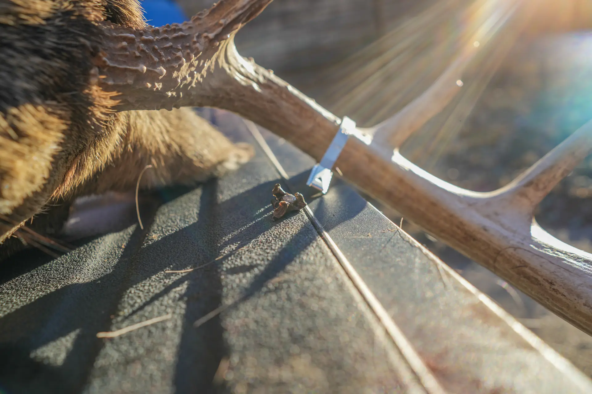 antlers and a bulltet