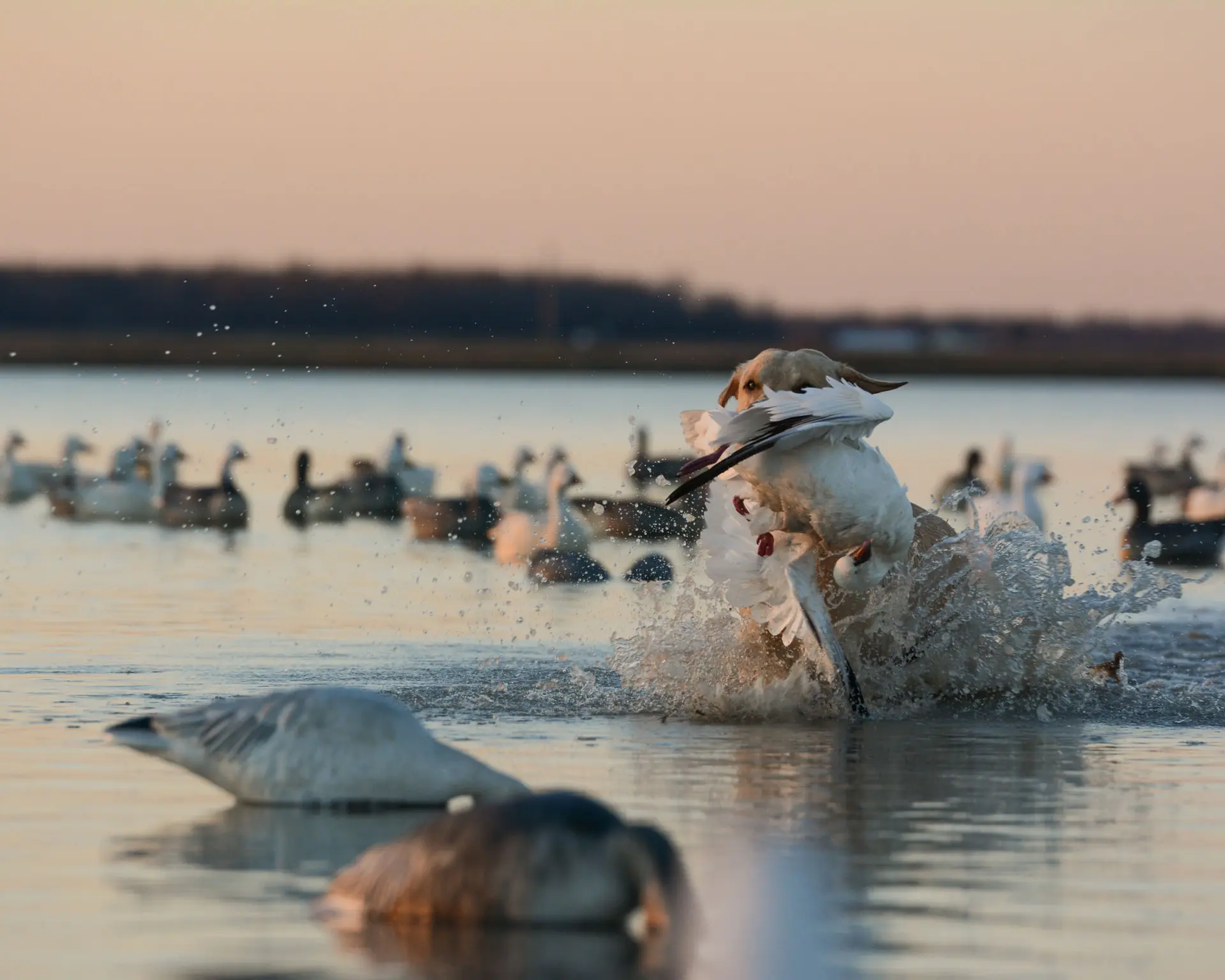 Hunting dog retrieving snow goose