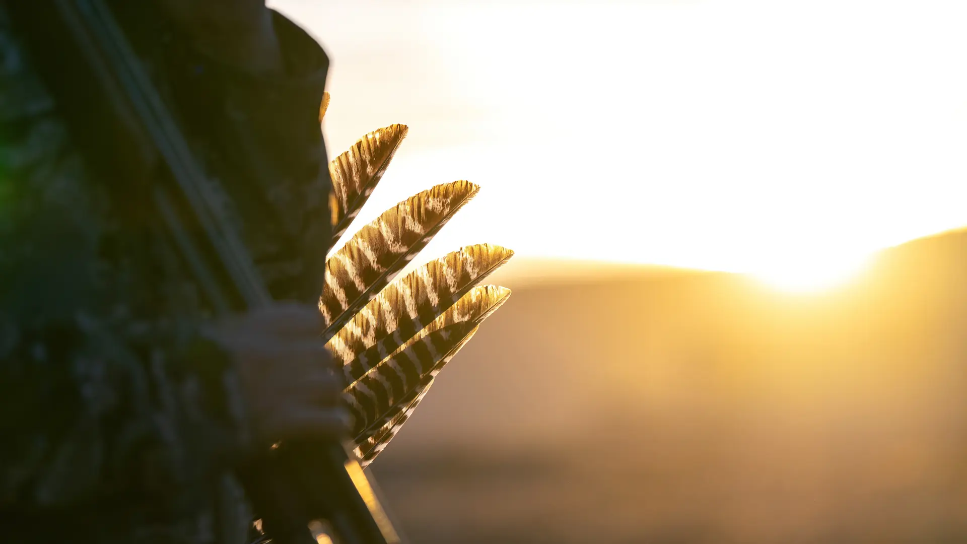 turkey feathers at sunset