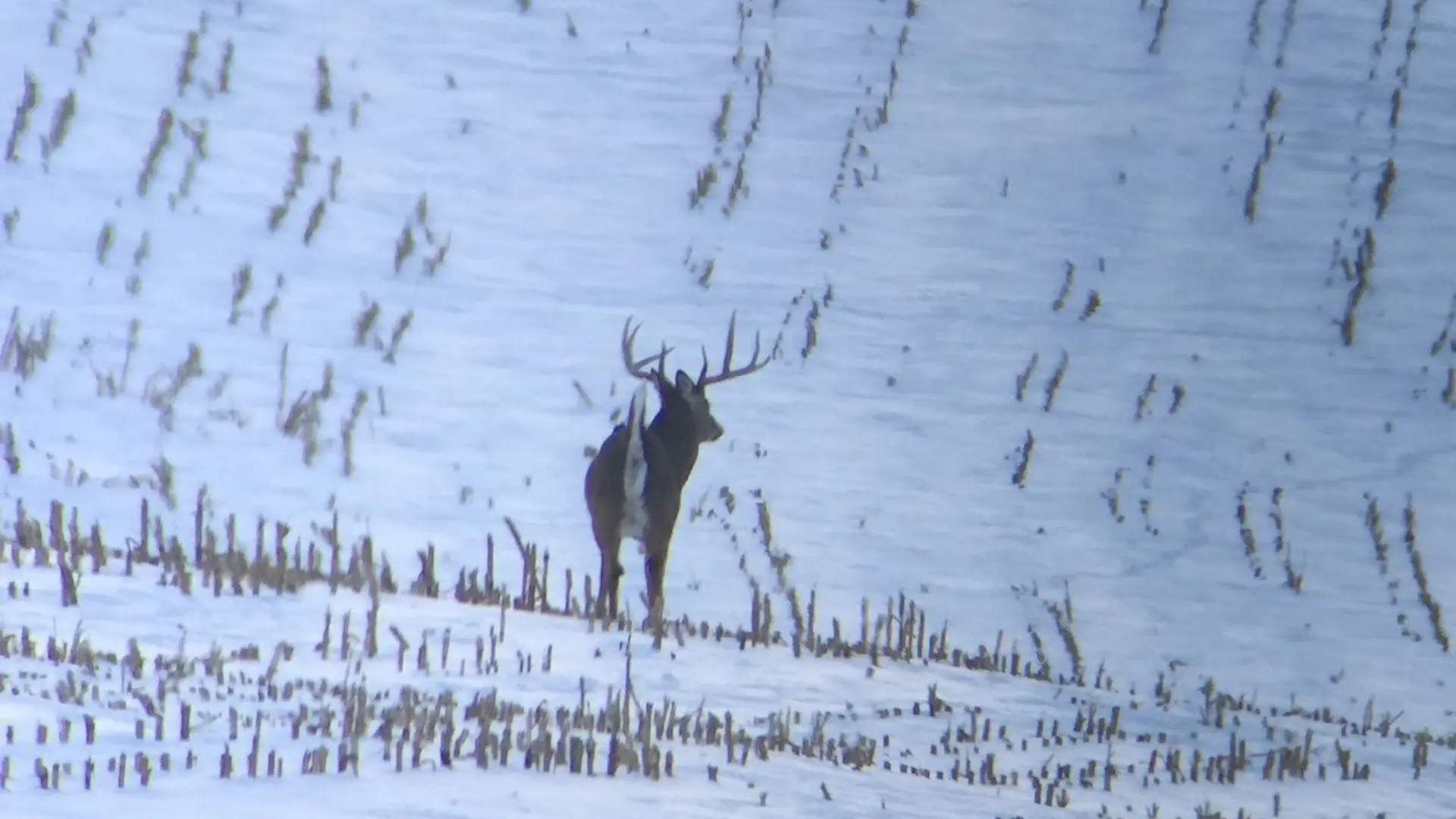 whitetail deer in snow